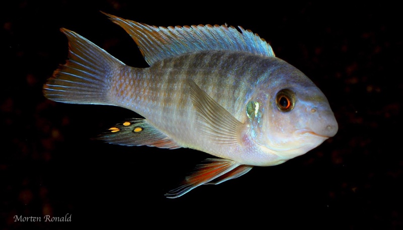 Labeotropheus fuelleborni 'Namalenje Island'